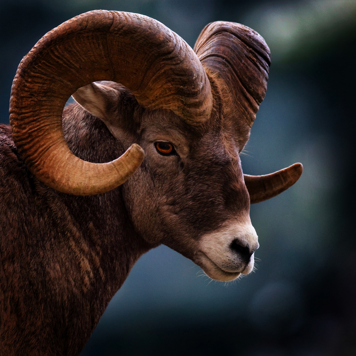 Big Horn Sheep from Wiki Commons