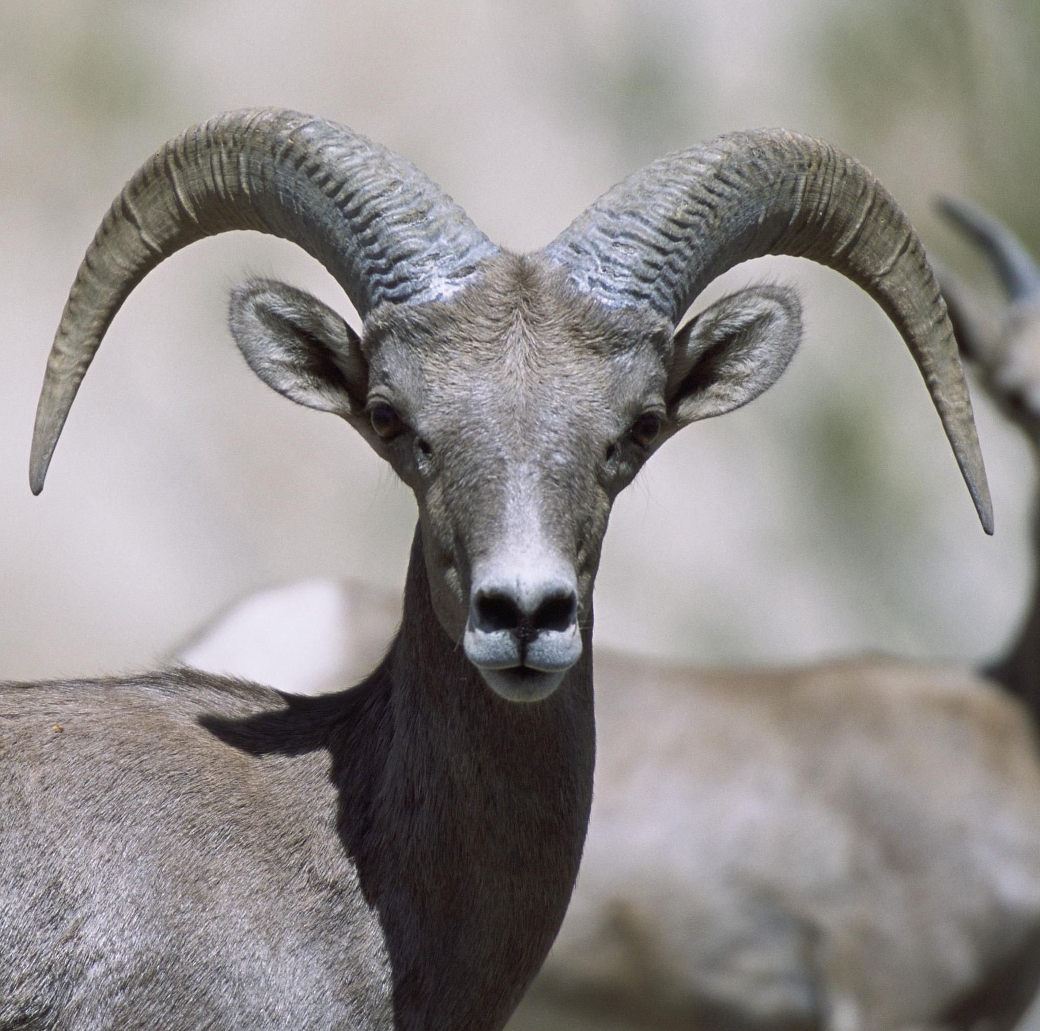 Female bighorn sheep cropped Wiki Commons image