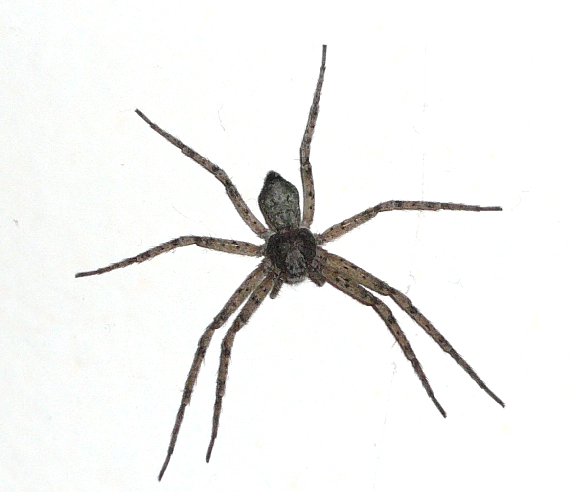 Philodromidae picture from Wikipedia Commons