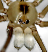 WikiCommonsPholcidae Eyes