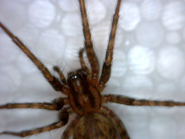 Cephalothorax from above