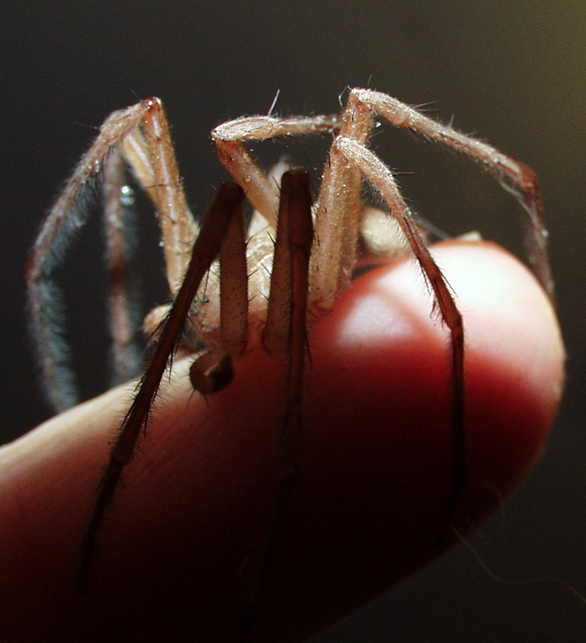 Pisaurina species, male